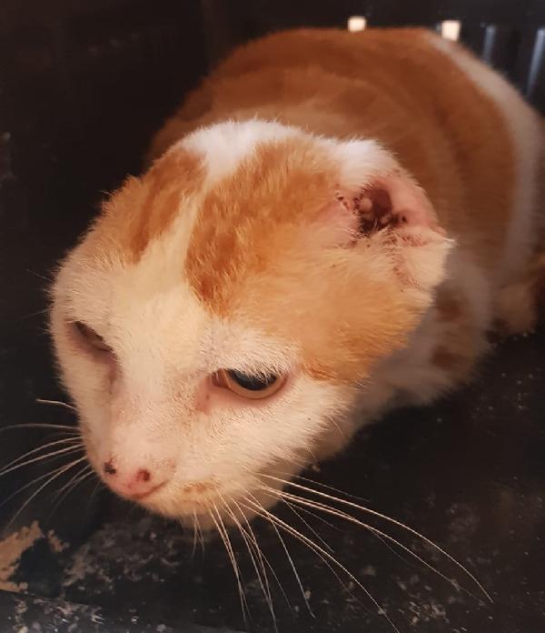 Angelina, adozione del cuore! Foto 4